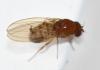 Drosophila sp.